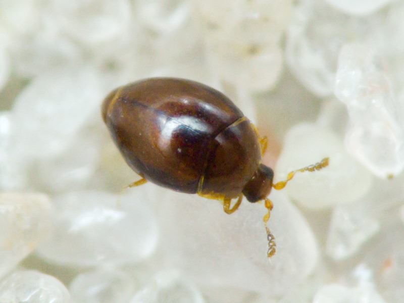 Orthoperus Stephens, 1829